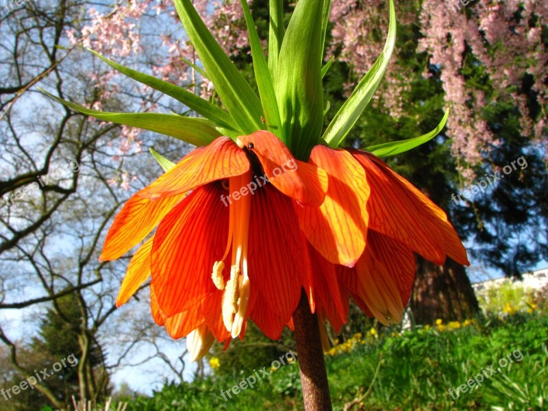 Imperial Crown Flower Blossom Bloom Orange