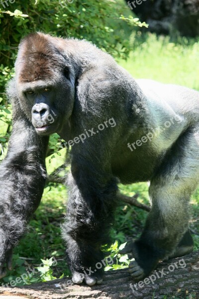 Gorilla Ape Grey Back White Back Zoo