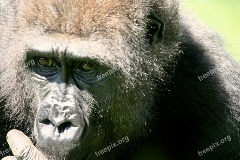 Gorilla Ape Geischt Zoo Animal