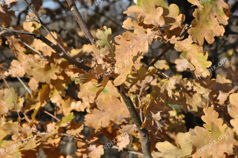 Autumn Foliage The Sun Tree Park