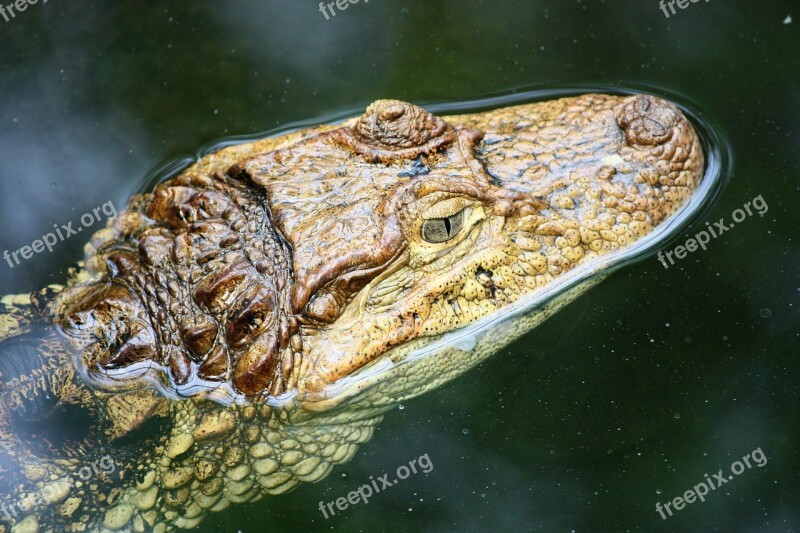 Crocodile Close Up Dangerous Reptile Animal