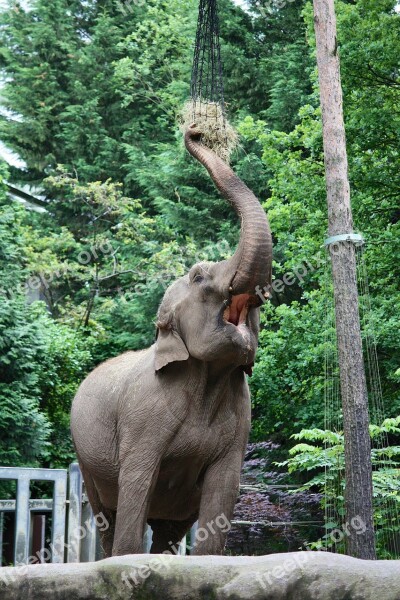 Elephant Pachyderm Zoo Eat Proboscis