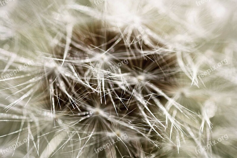 Dandelion Dandelion Flower Macro Nature Spring