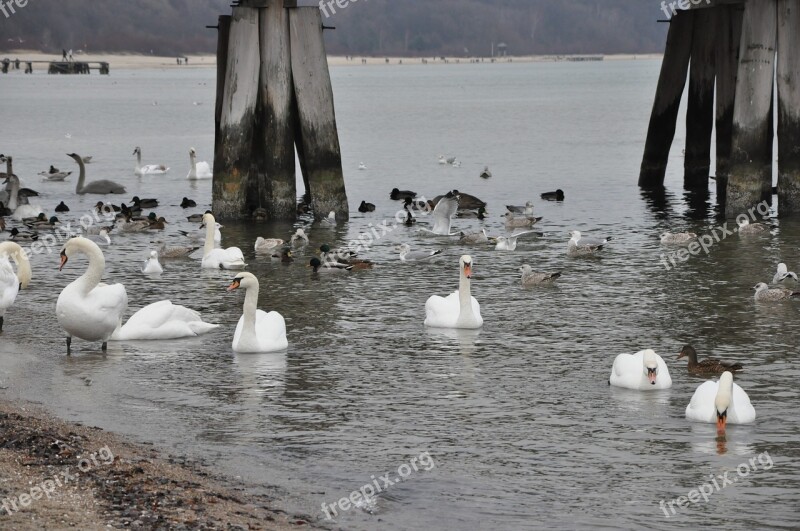 Sea Swans The Pier The Coast Nature