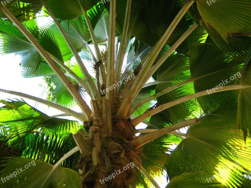 Palma Shadows Lights Zanzibar Tropics