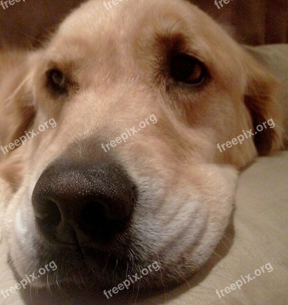 Nose Resting Dog Golden Retriever Head