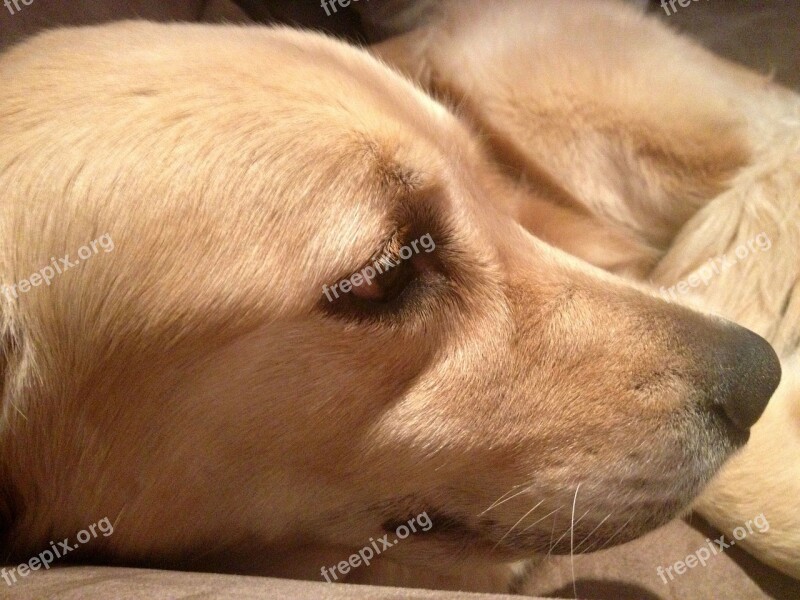 Sleepy Dog Lazy Resting Golden Retriever