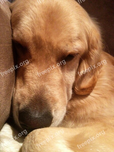 Sleepy Dog Lazy Resting Golden Retriever