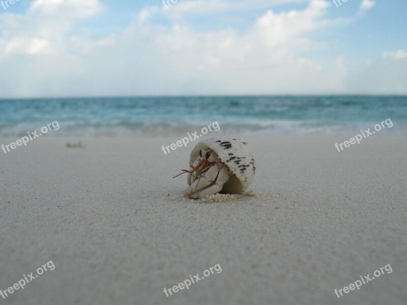 Shell Creature Beach Maldives Sand