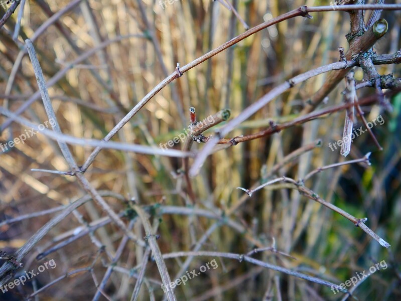 Branches Bush Aesthetic Free Photos