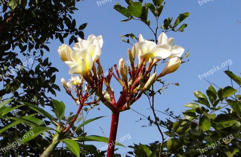 Plumeria Common White Frangipani Flower Tropical Hubli