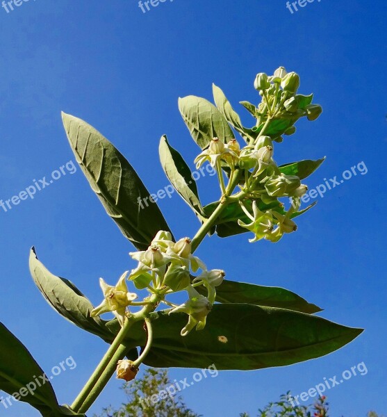 Aak Calotropis Gigantea Milkweed White Flower