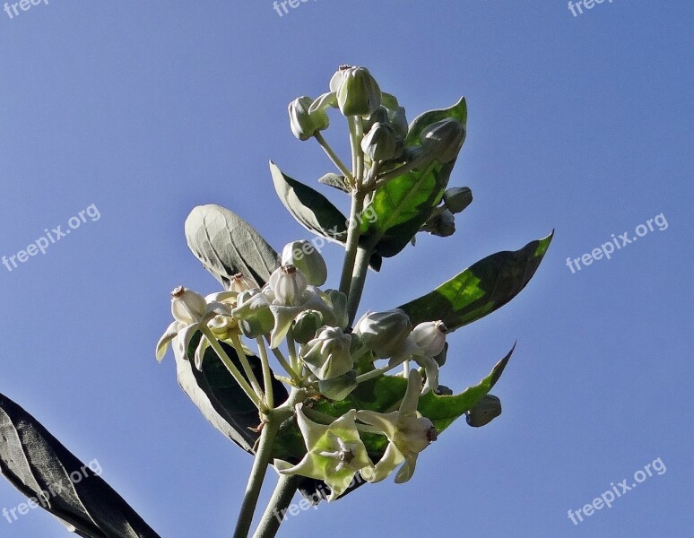 Aak Calotropis Gigantea Milkweed White Flower