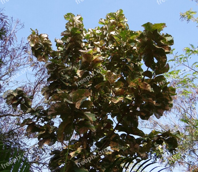 Tectona Grandis Teak Tree Deciduous Broad-leaved