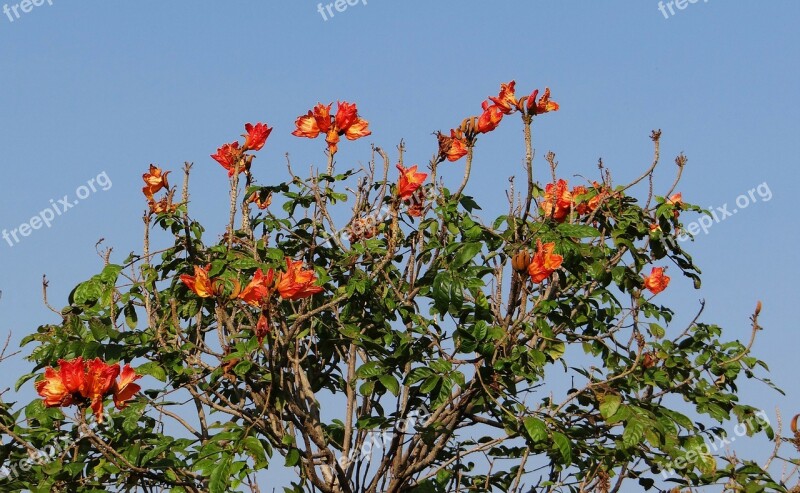 African Tulip Flower Tree Red Nrupatunga Betta