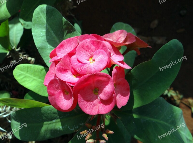 Euphorbia Pink Flower Hubli Nrupatunga Betta