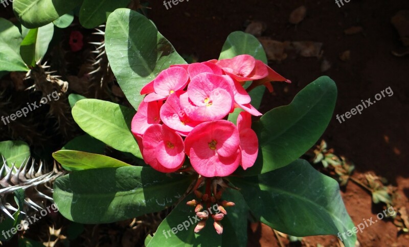 Euphorbia Pink Flower Hubli Nrupatunga Betta