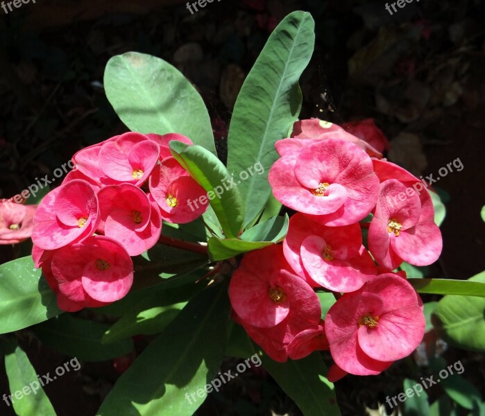 Euphorbia Pink Flower Hubli Nrupatunga Betta