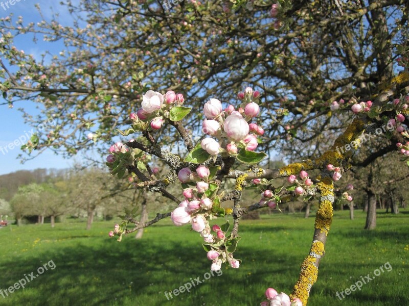 Spring Tree Apple Blossom Free Photos