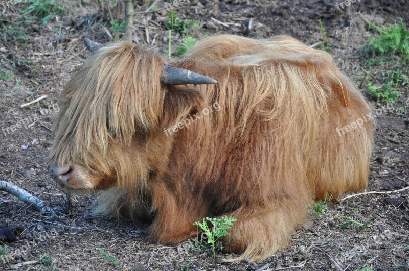 Animal Horns The Mane Coat Free Photos