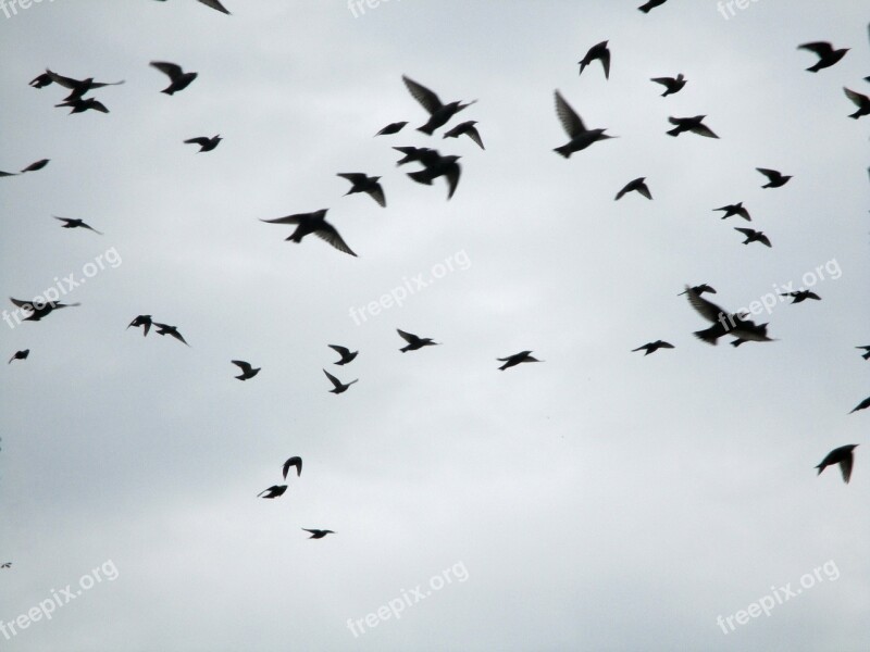 Migratory Birds Flock Of Birds Stare Star Flight Wing