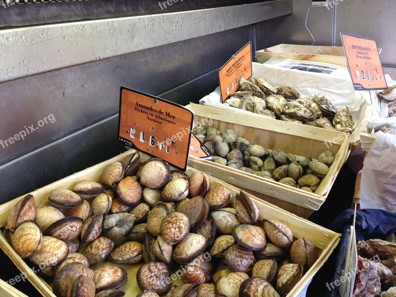 Mussels Sea Fruit Nice France Food