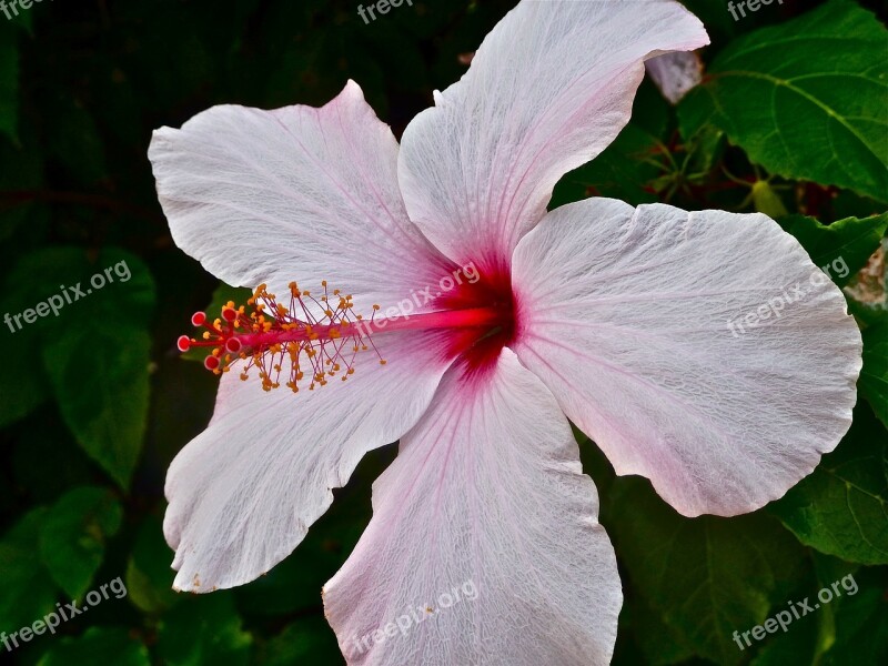 Mallow Hibiscus Blossom Bloom Pink