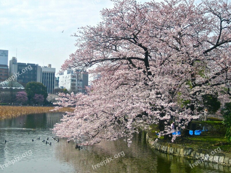 Cherry Blossom Tokyo Imperial Palace Japanese Cherry Trees Spring