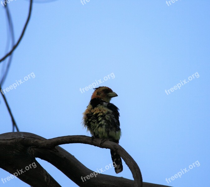 Crested Barbet Bird Colorful Perched Branch