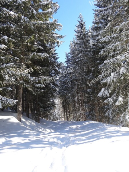 Snow Winter Shadow Edge Trees