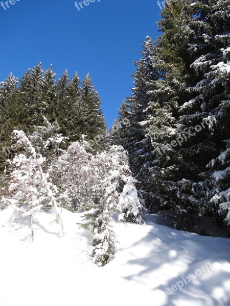 Forest Sun Trees Edge Winter