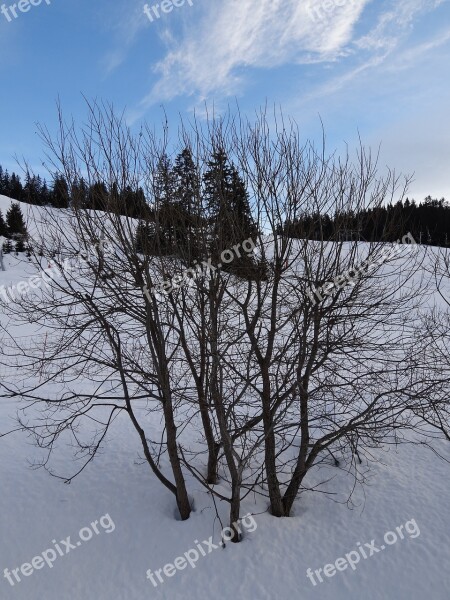 Tree Snow Light And Shade Branches Free Photos