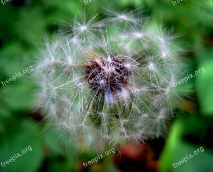 Dandelion Seed Head White Tufts