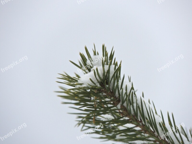 Fir Tree Branch Needles Conifer Tree