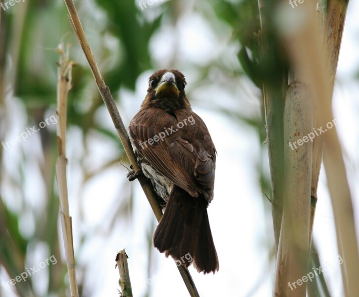 Thick-billed Weaver Bird Grosbeak Weaver Amblyospiza Albifrons Weaver