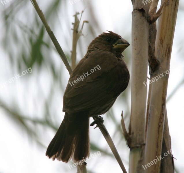 Thick-billed Weaver Bird Grosbeak Weaver Amblyospiza Albifrons Weaver