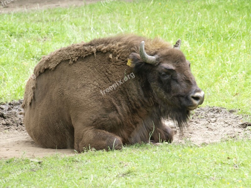 Wisent Buffalo Animal Mammal Pasture