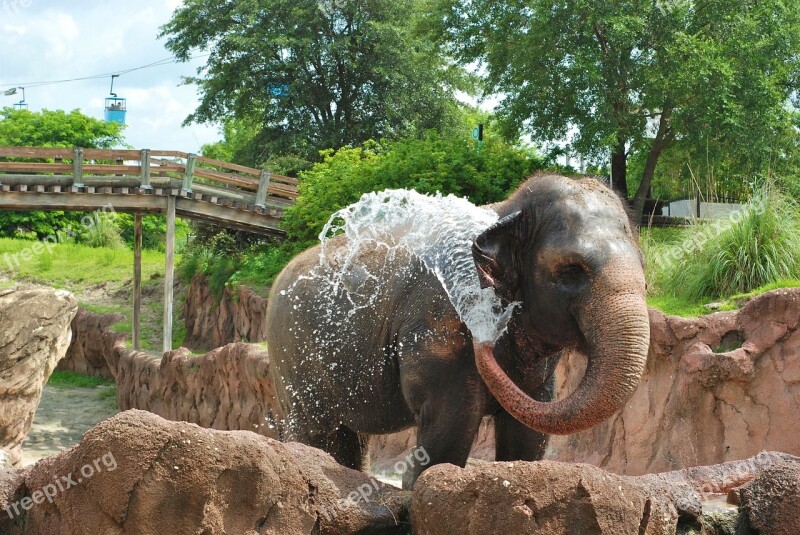 Elephant Animal Mammal Trunk Happy