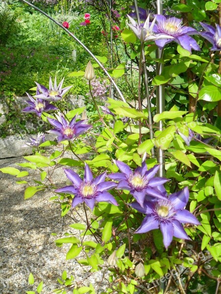 Clematis Flowers Garden Blossom Bloom