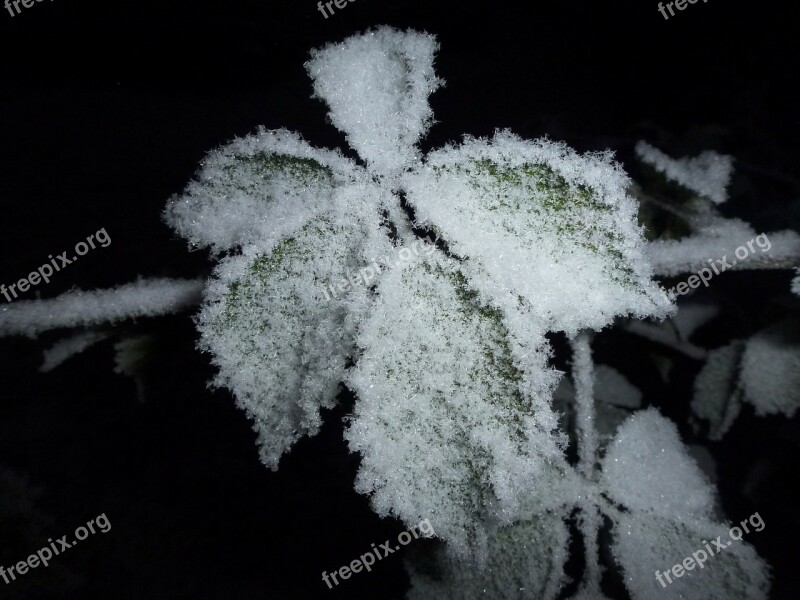 Frost Incomplete Frozen Snow Crystals Free Photos