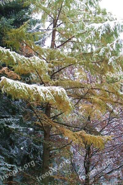 Larch Snow Winter Tree Wintry