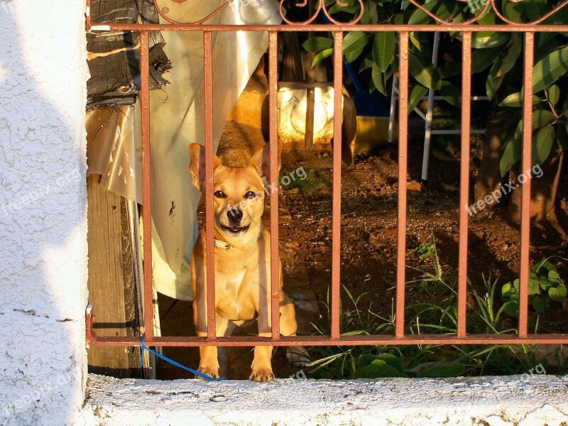 Dog Pet Brown Wistful Pooch