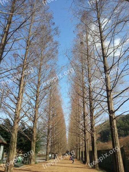 Damyang Winter Sky Meta Sequoia Free Photos