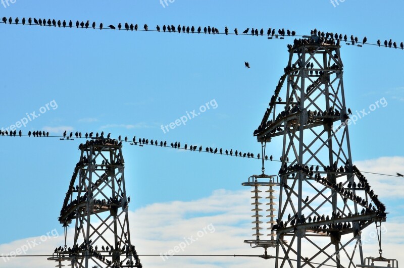 Trellises Birds Fly Bird Animals