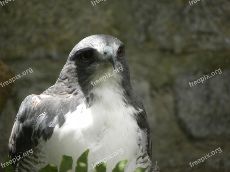 Bird Of Prey Ecology Forest