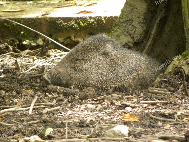 Collared Peccary Pig Gray Sleeping Sleep