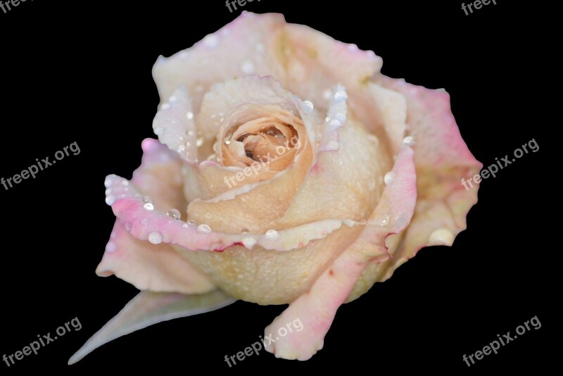 Rose Flower Nature Pink Rose Free Photos