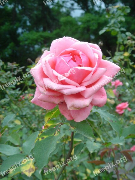 Rosa Flower Plant Free Photos