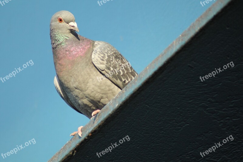 Dove Pigeon Birds Bird Animal Free Photos