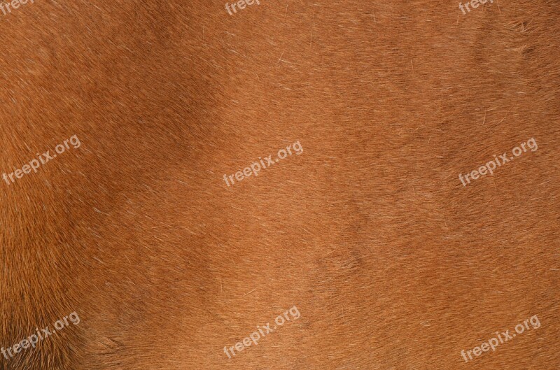 Brown Pony Fur Horse Animal Fur